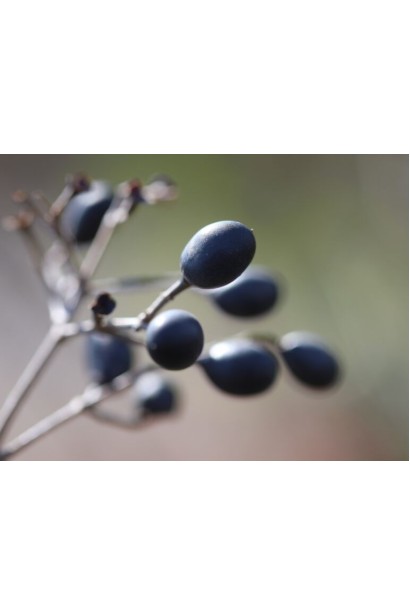 Декоративные черные ягоды бирючины Викарий.